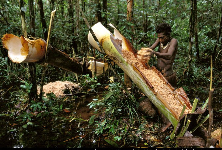 Wanita Korowai Puji Buah Dada Orang Jepang, Katanya Bagus Cantik dan Putih