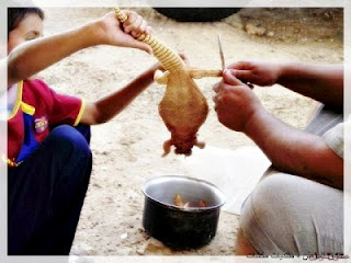 Dhab Halal, Biawak Haram - Dhab Reptil Unik dari UAE