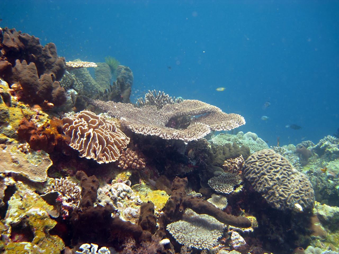 Pemandangan bawah laut tercantik di dunia.