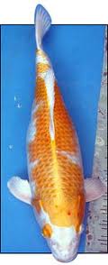 Jual Aneka Koi Unggulan ( Blitar )