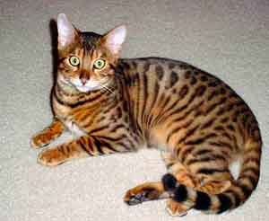 5 Kucing termahal di dunia :D yg suka kucing wajib masuk :)