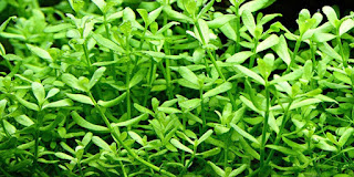 AQUASCAPE
