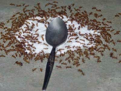 Hewan-Hewan Pengganggu (Anak Kosan Harus Masuk)