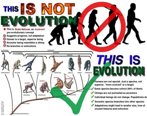 Kesalahpahaman Tentang Teori Evolusi