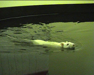 BANJIR? Waspadai Penyakit KENCING TIKUS Gan!