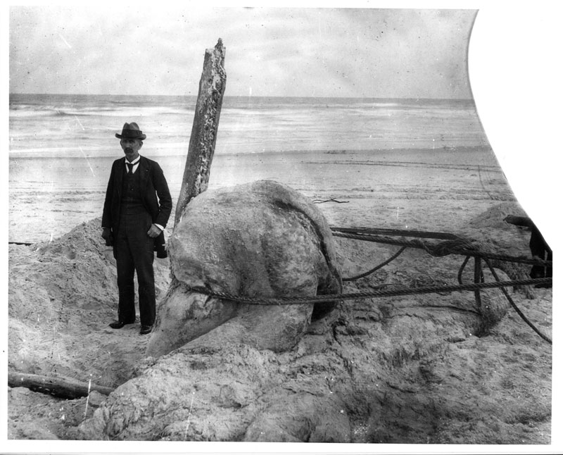 Makhluk Mitologi, Benarkah Ada?