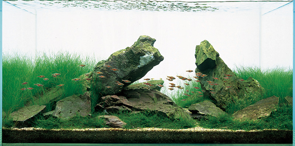 Pecinta Mini Aquascape Reg.Cirebon