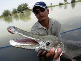 9 Monster Sungai yang Hidup di Perairan Dunia