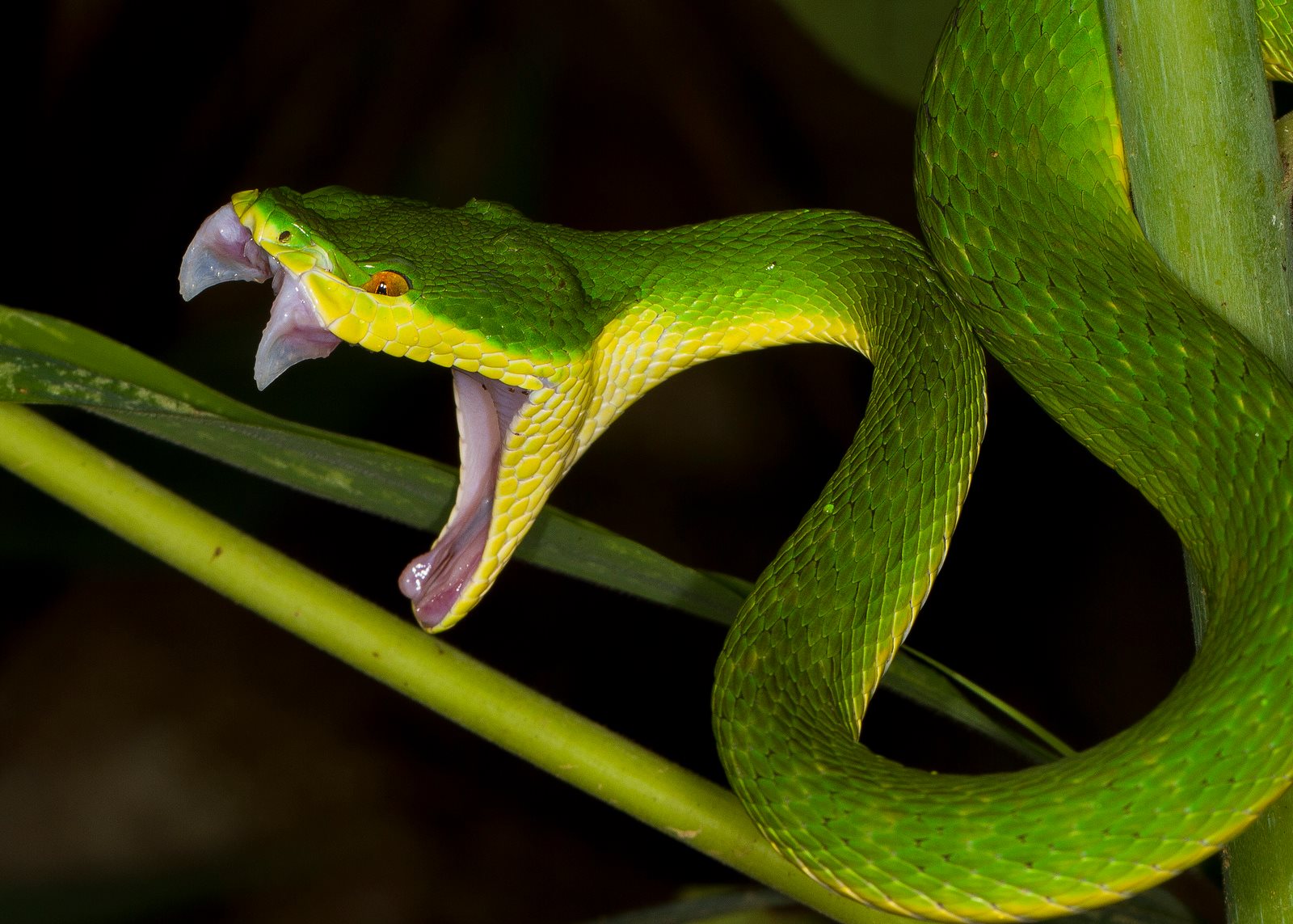 ular-hijau-dengan-taring-lipat