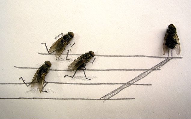 Keren Gan!! Karya Seni dari Lalat Mati