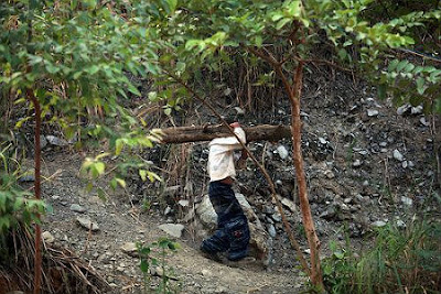 Kisah Nyata Anak 6 Tahun Bertahan Hidup Sendiri, Hanya Ditemani Anjing