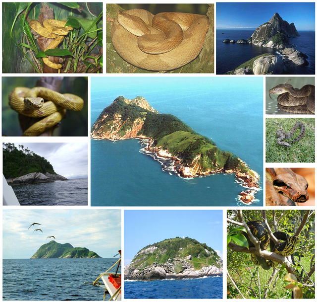 Pulau ILHA DA QUEIMADA GRANDE - pulau kosong hanya dihuni ular berbisa