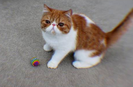 Kucing-kucing ini unyu banget