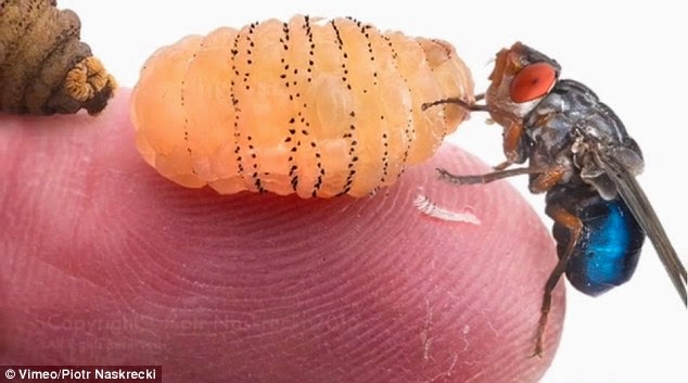 Proses Keluarnya Bilatung Lalat Bot dari Kulit Manusia