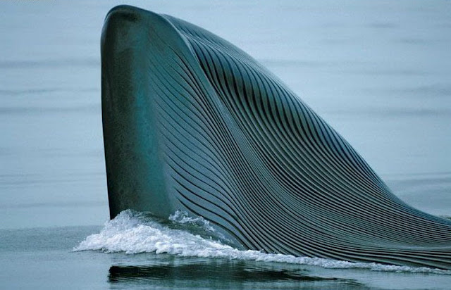 Mengenal Paus Biru (Blue Whale)