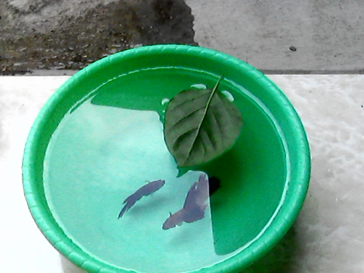Aquariumnya Sesuatu Banget! 