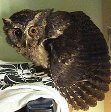 thread-khusus-burung-hantu-owl-kaskus---part-5