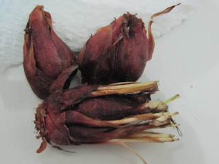 Bawang Tiwai, bawang Hutan sebagai obat herbal