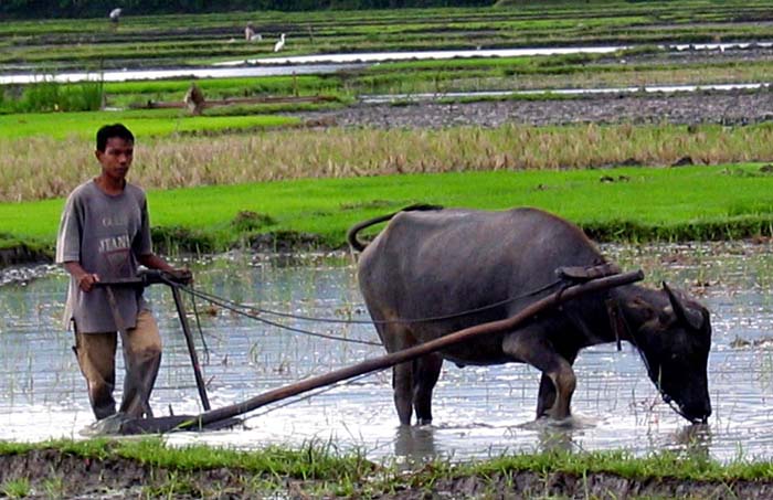 Ini Cara Bajak Sawah Paling MODERN !!!!