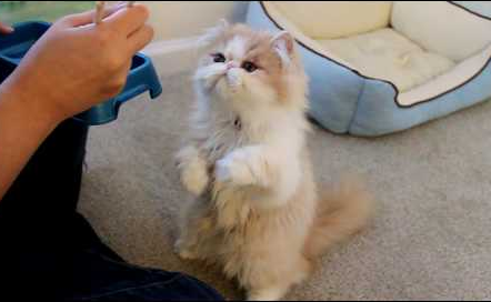 Kucing-kucing ini unyu banget