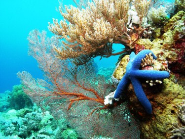 5 Diving Spot Paling Indah Di Indonesia