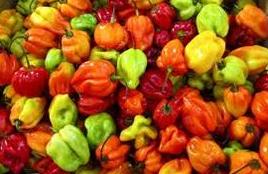 &#91; HOT &#93; 9 Cabai Terpedas Di Dunia 