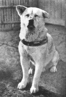 Hachiko Anjing Lambang Kesetian Dari Jepang