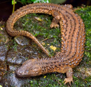 Biawak Tak Bertelinga, Hewan Misterius Dari Kalimantan