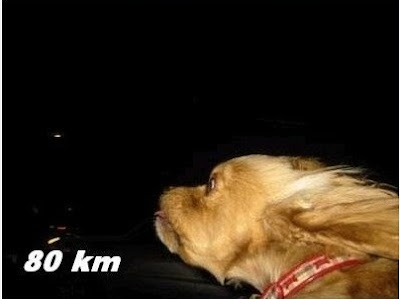 Reaksi Ketika Anjing Diajak Ngebut (Photo)