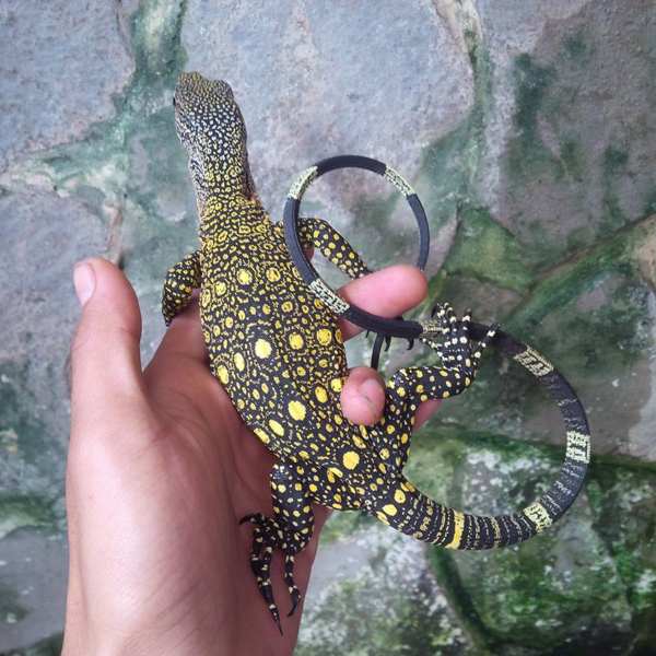 Biawak Brigadir Fian yang Gaul, Diajak Makan di Kafe &amp; Berenang ( biawak cantik)