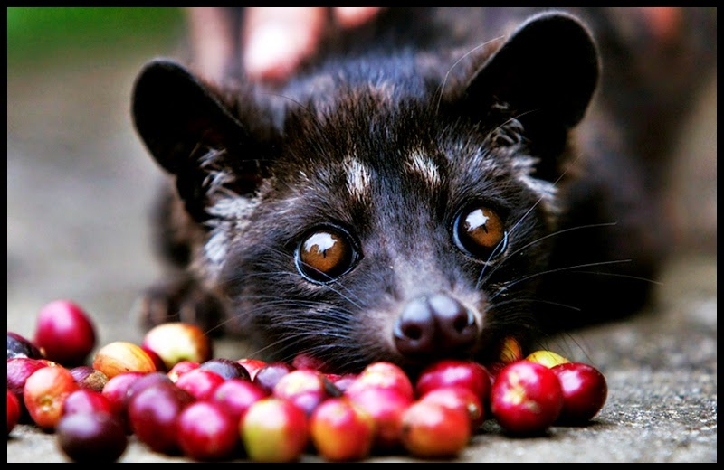 10 Jenis Kopi Paling Mahal Di dunia