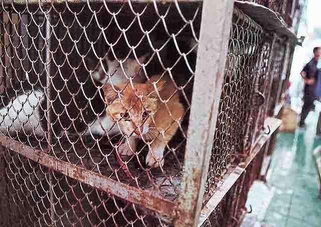 Astaga,,Di China, Kucing Di Masak Seperti halnya Daging Binatang Ternak &#91; Foto &#93;