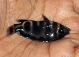 LAFADZ &quot;ALLAH&quot; DI BERBAGAI TEMPAT