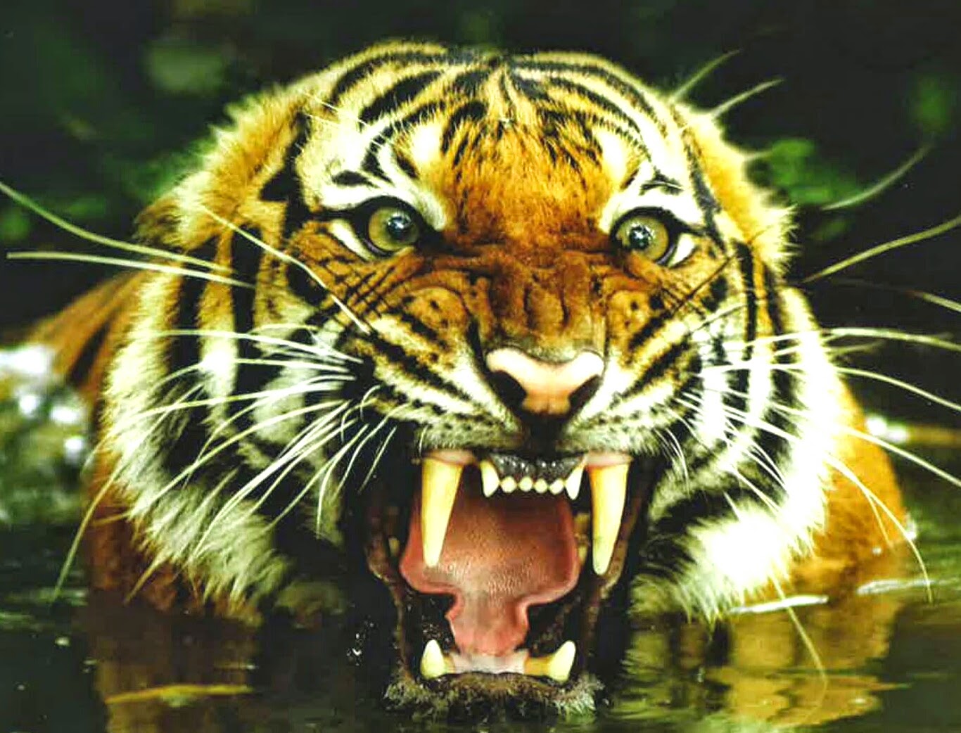 Inspiratif & Mencerahkan | Ketika Macan Menerkam Prabowo :)