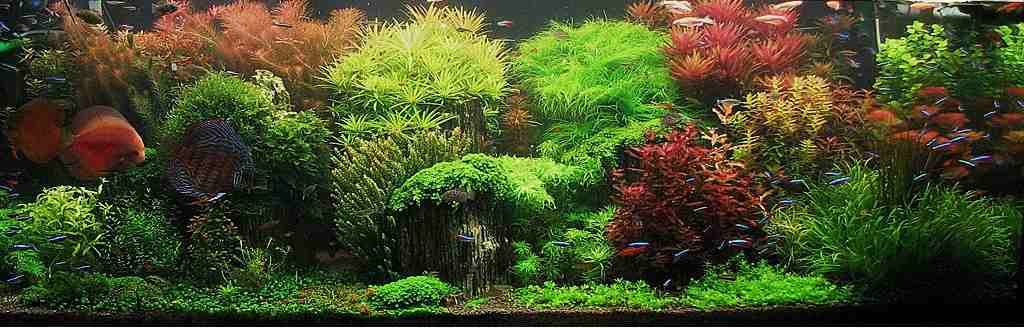 Begini Cara Membuat Aquascape