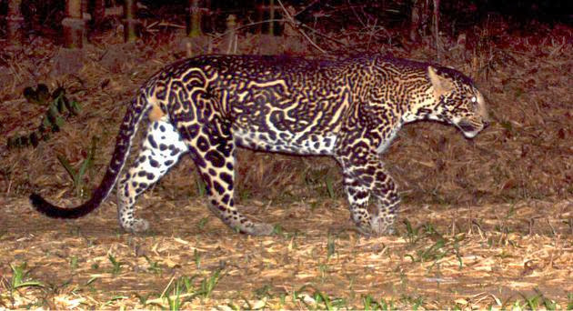 Kucing Besar Paling Langka dan Aneh di Dunia