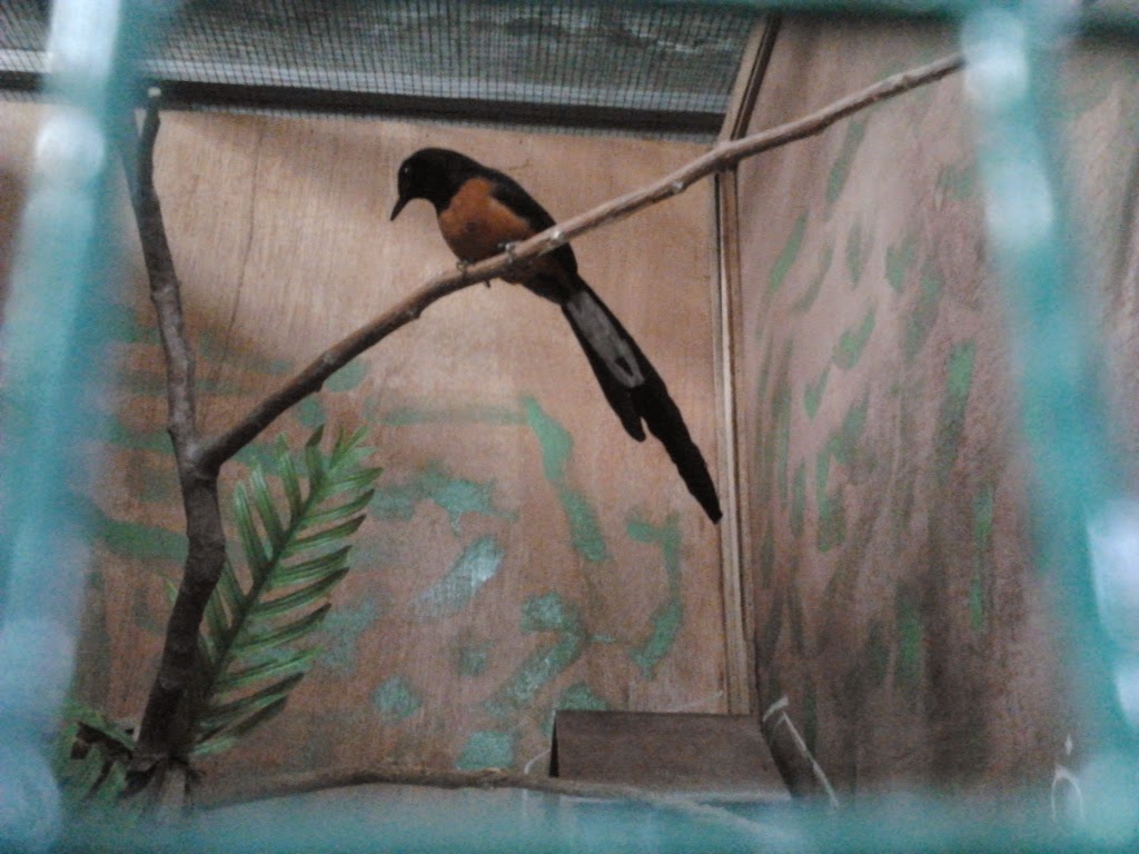 PENANGKARAN LOVE BIRD &amp; MURAI BATU MEDAN MACAM JENIS 