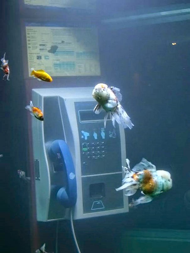 20 Aquarium Terkeren, Bikin Kamu Pingin Jadi Ikan