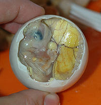 Sensasi Makan Balut di Filipina