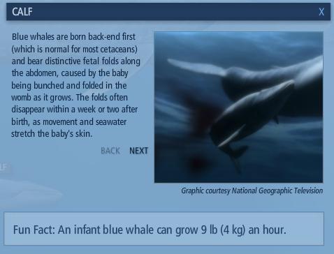 Mengenal Paus Biru (Blue Whale)