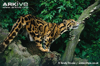 10 Spesies Kucing Terbesar di Dunia 