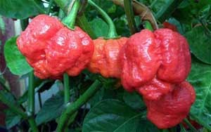 10 CABE TERPEDAS DI DUNIA