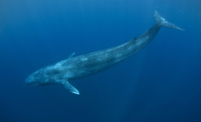 Mengenal Paus Biru (Blue Whale)