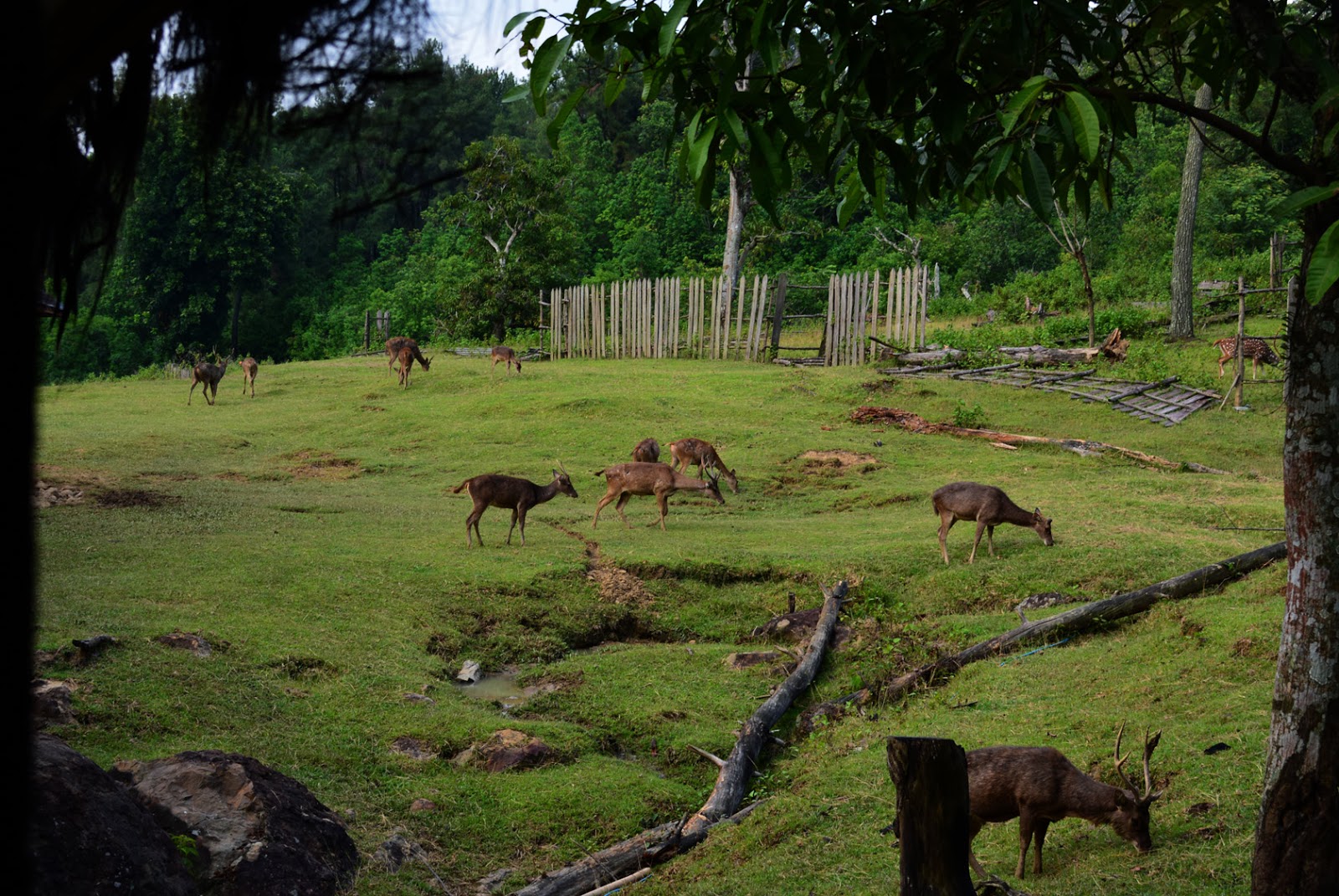 Wahana Wisata Penangkaran Rusa Cariu