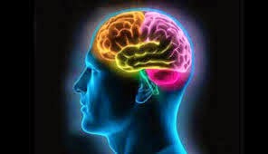 12 Fakta Tentang Otak Manusia