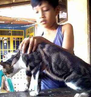 &#91;PIC&#93; Kucing-kucing dengan Bulu Suuper Unik!!