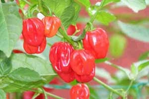 10 CABE TERPEDAS DI DUNIA