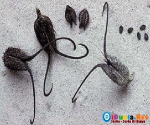 9 Tanaman Terunik dan Teraneh di Dunia