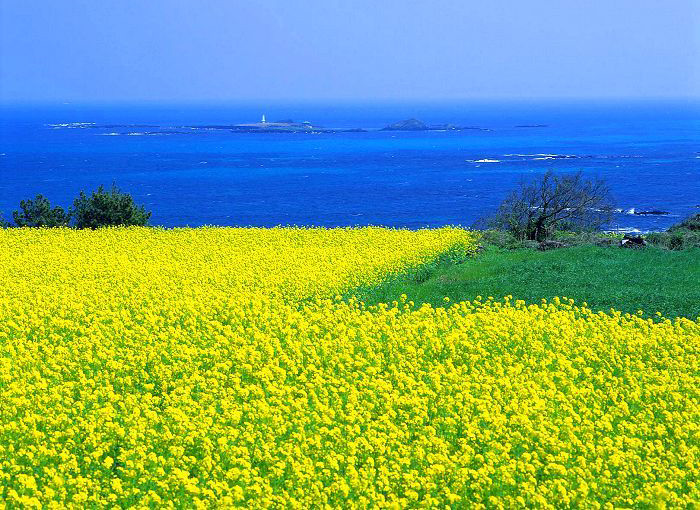 Exotisme Jeju Island, Korea Selatan