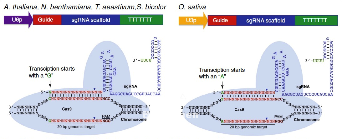 Kunci Pengobatan HIV/AIDS, CRISPR